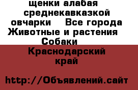 щенки алабая ( среднекавказкой овчарки) - Все города Животные и растения » Собаки   . Краснодарский край